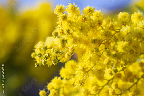 Vivid shot of Acacia pycnantha flowers (mimosa tree, golden wattle) with blue sky in background.bright yellow flowers, coojong, golden wreath wattle, orange wattle, blue-leafed wattle, acacia saligna.