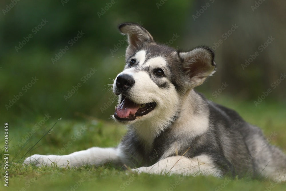Alaskan Malamute puppy dog lies in the forest Alaskan Malamute puppy dog lies in the forest