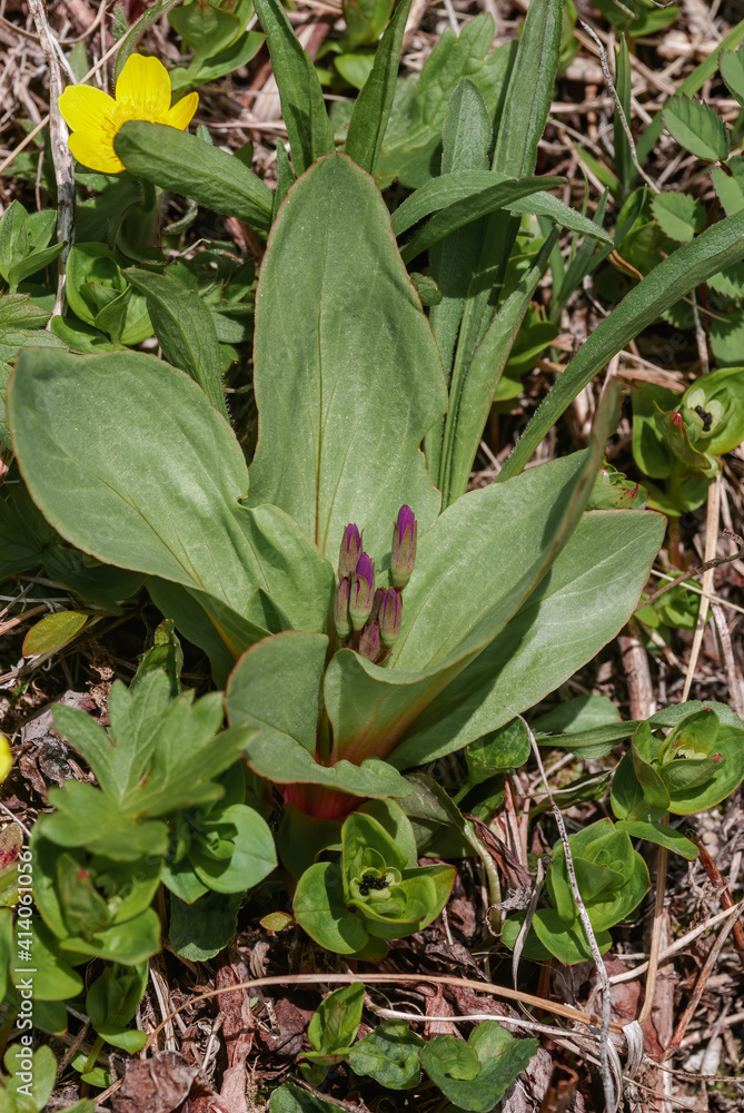 Shooting Star (Dodecatheon pulchellum) Chowiet Island, Semidi Islands, Alaska, USA Shooting Star (Dodecatheon pulchellum) Chowiet Island, Semidi Islands, Alaska, USA