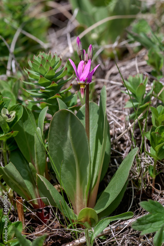 Shooting Star  Dodecatheon pulchellum  Chowiet Island  Semidi Islands  Alaska  USA