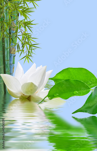 Composition aquatique zen, bambou, ficus et fleur blanche de lotus