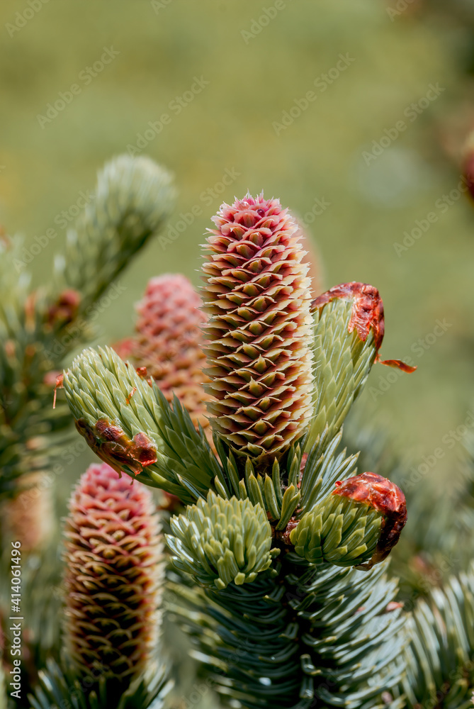 Sitka Spruce (Picea sitchensis) Chowiet Island, Semidi Islands, Alaska, USA Sitka Spruce (Picea sitchensis) Chowiet Island, Semidi Islands, Alaska, USA