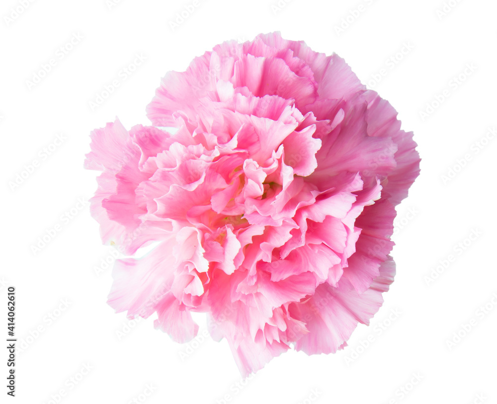 Pink flower peonies bloom isolated on white background Pink flower peonies bloom isolated on white background