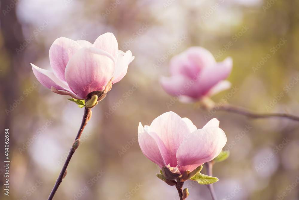 Magnolia spring flowers