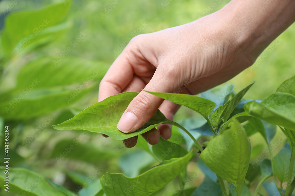 Woman touching leaves on plant in garden, closeup Woman touching leaves on plant in garden, closeup
