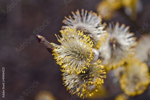 Goat Willow  Salix caprea  in the wild  Moscow region  Russia