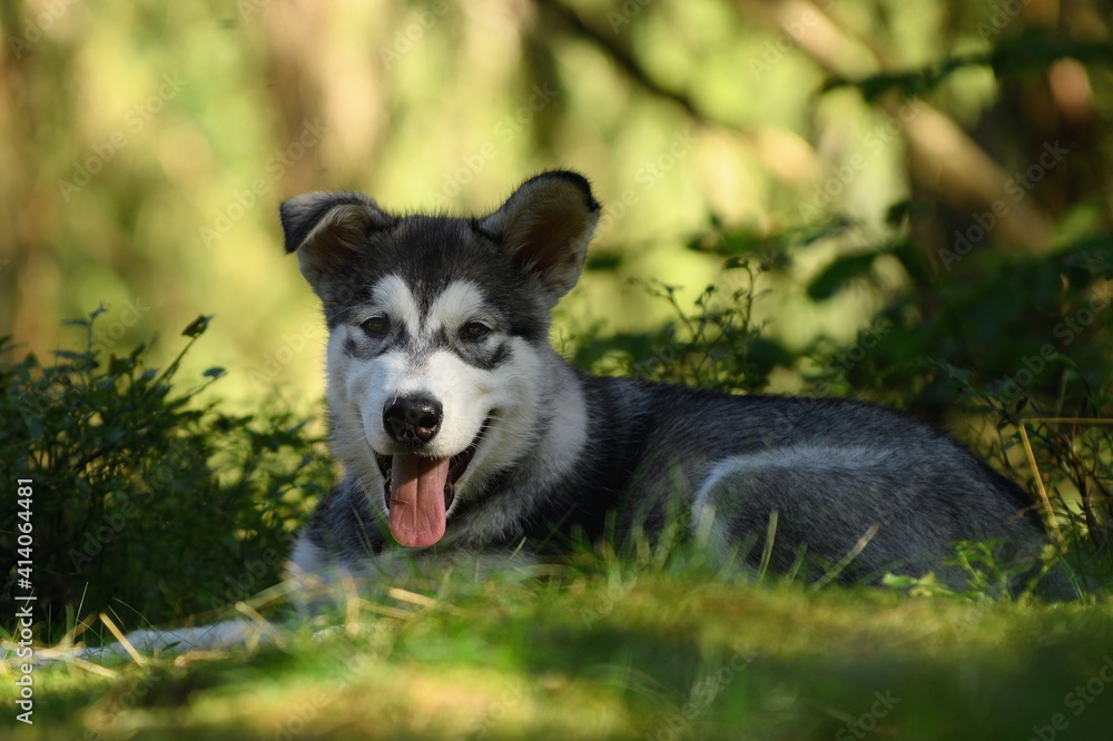 Alaskan Malamute puppy dog lies in the forest Alaskan Malamute puppy dog lies in the forest