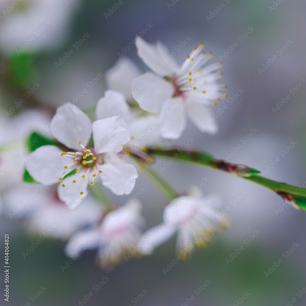 tree blossom tree blossom