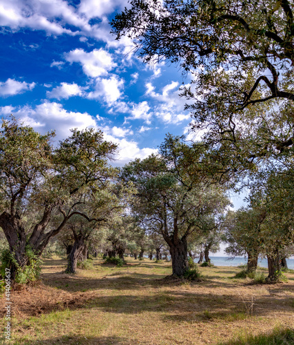 Photography olive trees by the beach