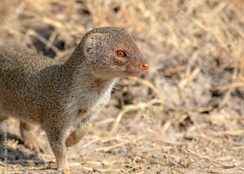 The Indian grey mongoose is a mongoose species native to the Indian subcontinent and West Asia. photo