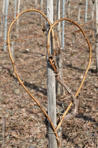 Weinstock mit Herzbindung - Hochformat im winterlichen Weinberg