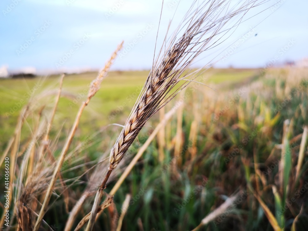 Fototapeta premium Closeup of a wheat spike in the evening