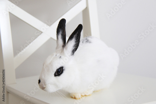cute black and white miniature rabbit