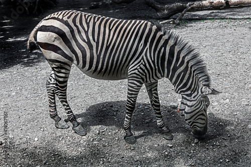 Hartmann s mountain zebra. Latin name - Equus zebra hartmannae 