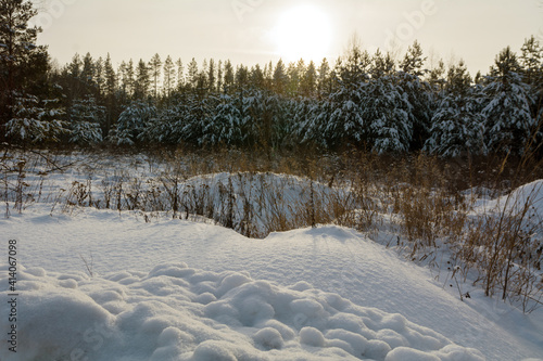 snowdrift on the background of a coniferous forest in winter