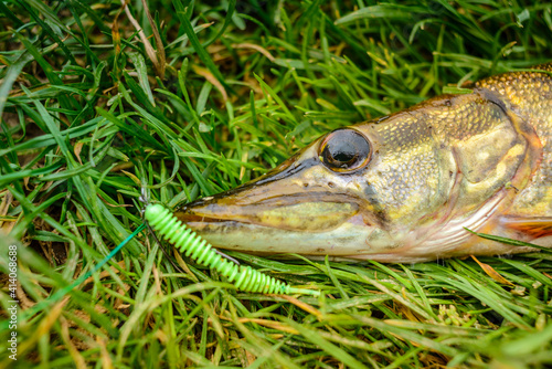 Caught pike with silicone bait in the mouth lies on the grass