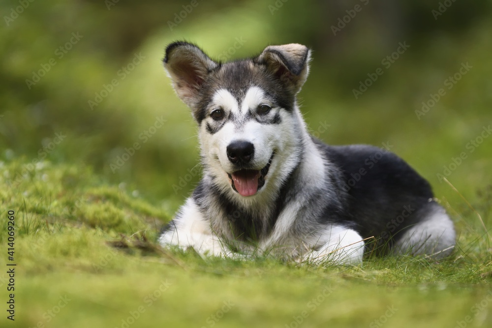 Alaskan Malamute puppy dog lies in the forest 