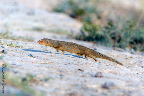 indian grey mongoose running on the ground , The Indian grey mongoose is a mongoose species native to the Indian subcontinent and West Asia. photo