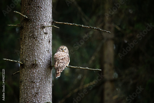 Ural owl is sitting on branch and watching territory in deep forest.