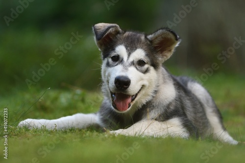 Alaskan Malamute puppy dog lies in the forest 