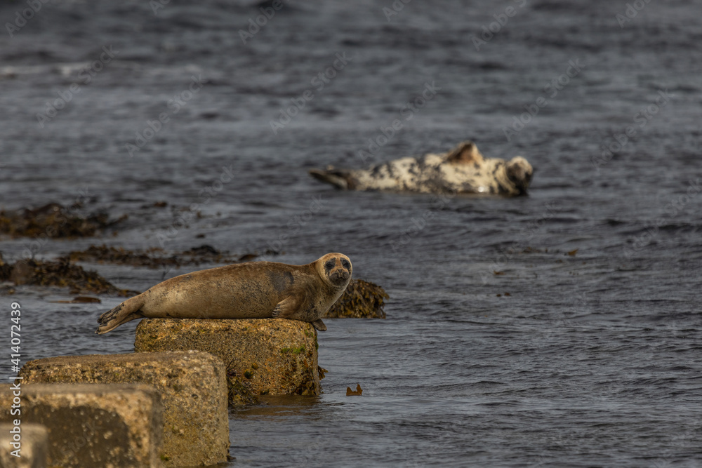 Common Seal and Grey Seal Basking Common Seal and Grey Seal Basking