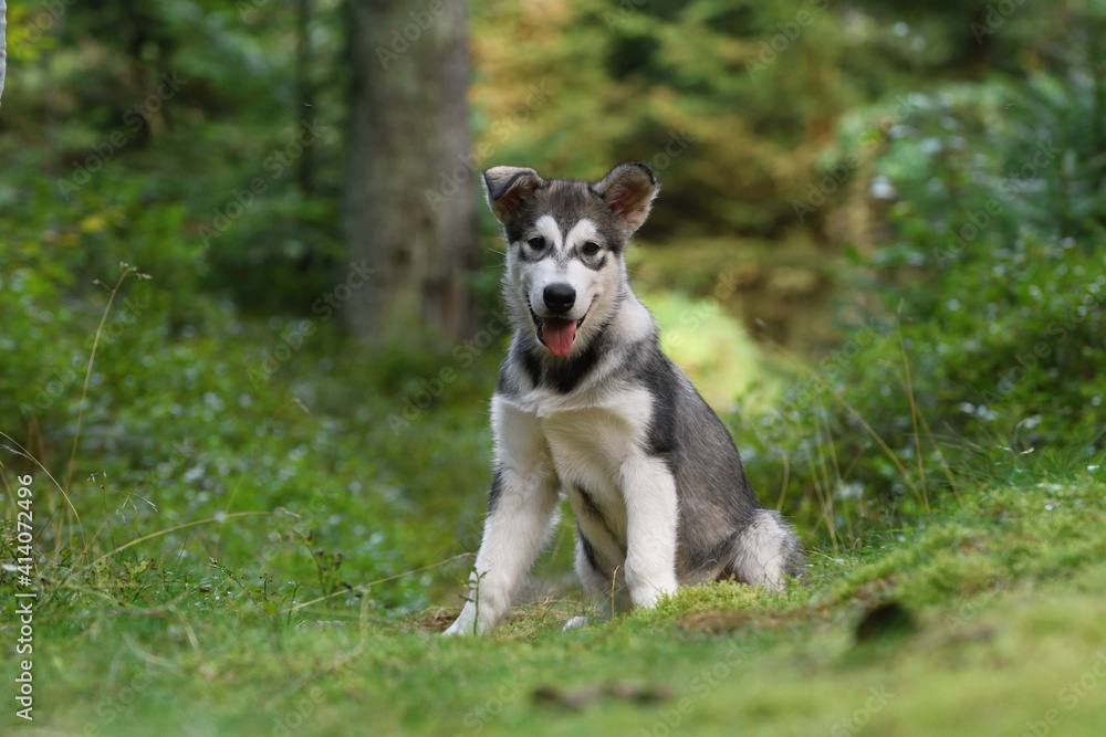 Alaskan Malamute puppy dog sits in the forest 
