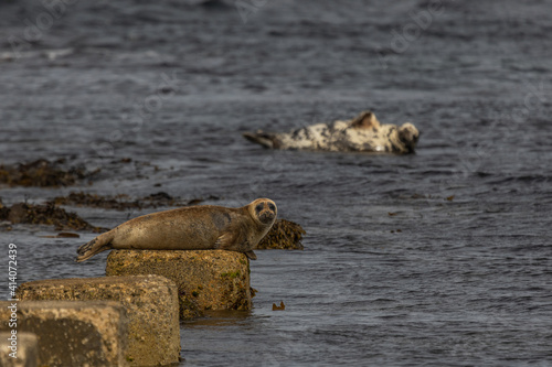Common Seal and Grey Seal Basking