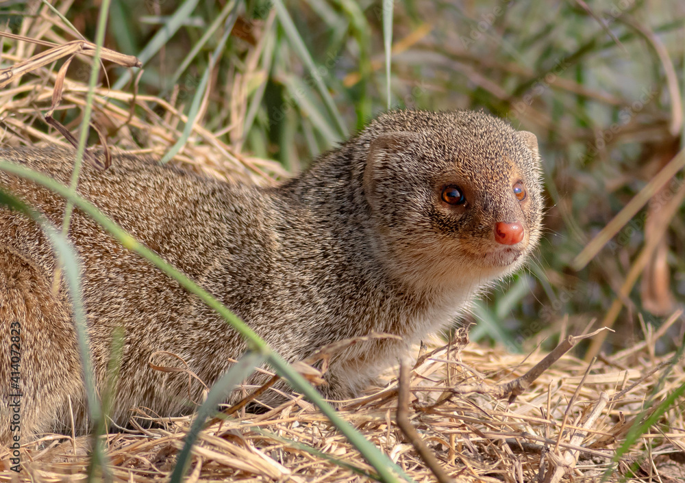 The Indian grey mongoose is a mongoose species native to the Indian subcontinent and West Asia