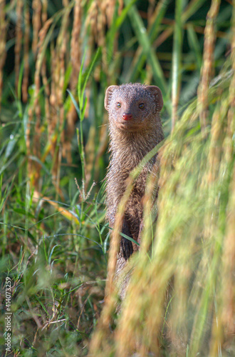 The Indian grey mongoose is a mongoose species native to the Indian subcontinent and West Asia. photo