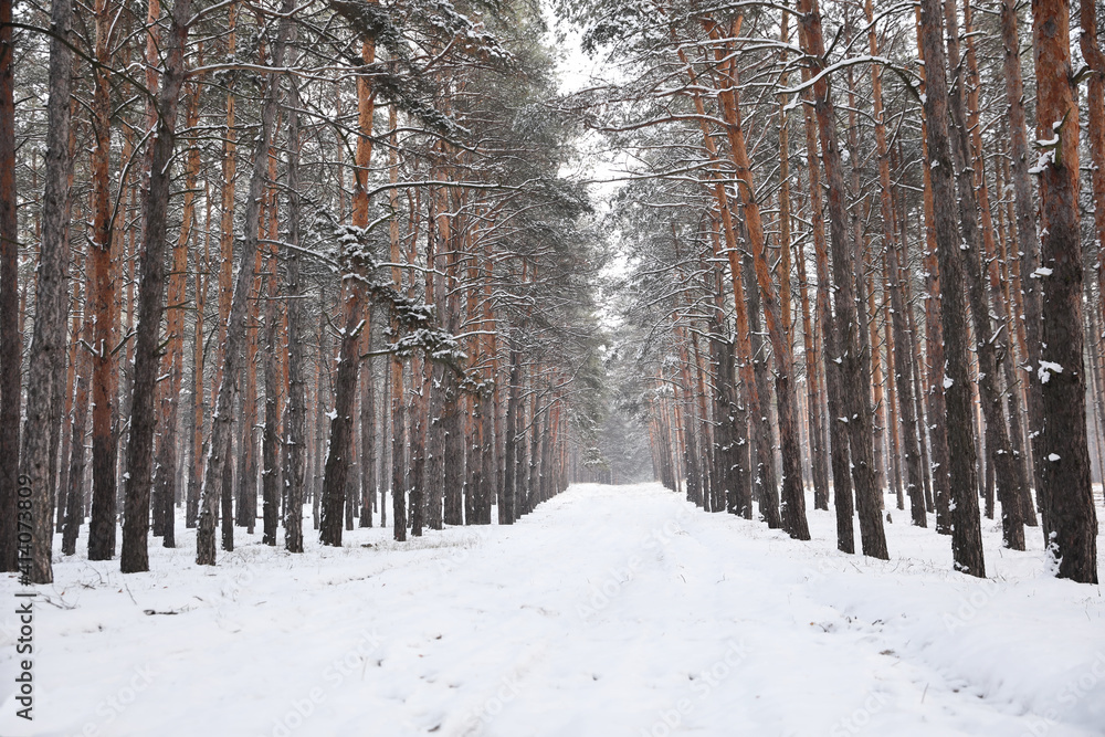 Beautiful forest covered with snow in winter Beautiful forest covered with snow in winter