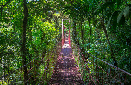 A red suspension bridge in Santa Elena Cloud Forest Reserve  in Monteverde Costa Rica  Rainforest park in the mountains. Central America.