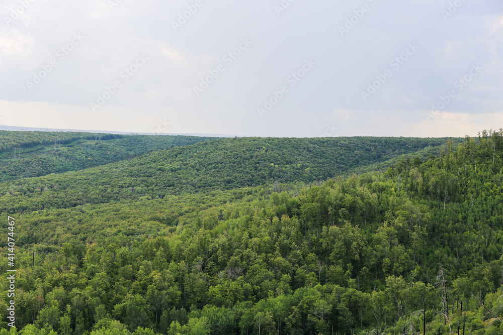 Fototapeta premium Summer forest with many green trees