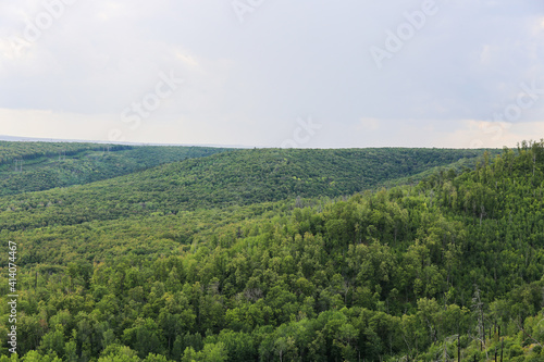 Summer forest with many green trees