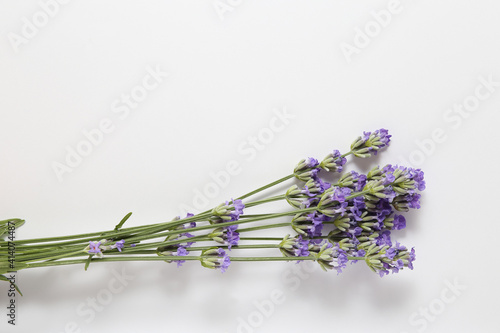 bouquet of lavender on a light background