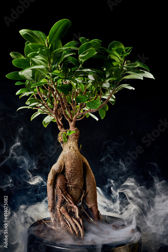 Japanese bonsai tree style used for decoration. Bonsai is used to decorate