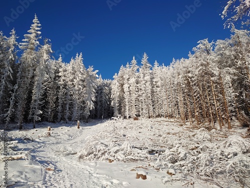snow covered trees
