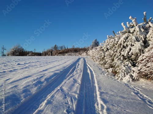 snow covered trees