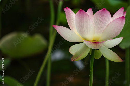       Lotus