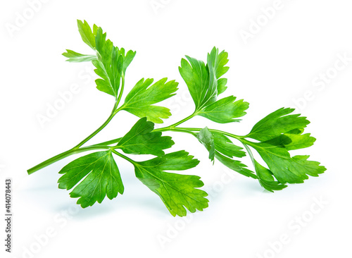 parsley leaf isolated on white background
