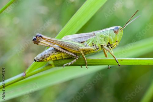 A green grasshopper climbing a blade of grass on a warm summer's day. In the tall and green grass, it is almost invisible. © maciejbutelewski