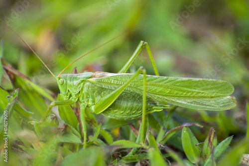 A huge green grasshopper hidden in the grass waiting for his victim or copulation partner.
