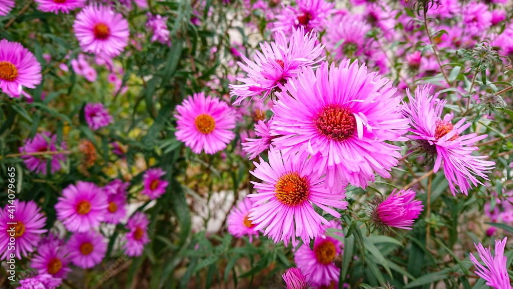Beautiful glade with pink colors Symphyotrichum novae-angliae Beautiful glade with pink colors Symphyotrichum novae-angliae