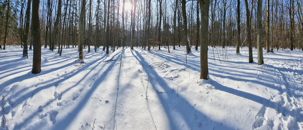 Panorama lasu w piękny słoneczny dzień zimą - obrazy, fototapety, plakaty 