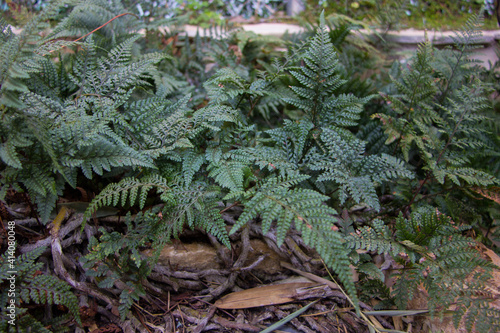 Closeup shot of the Davallia canariensis plant in the garden photo