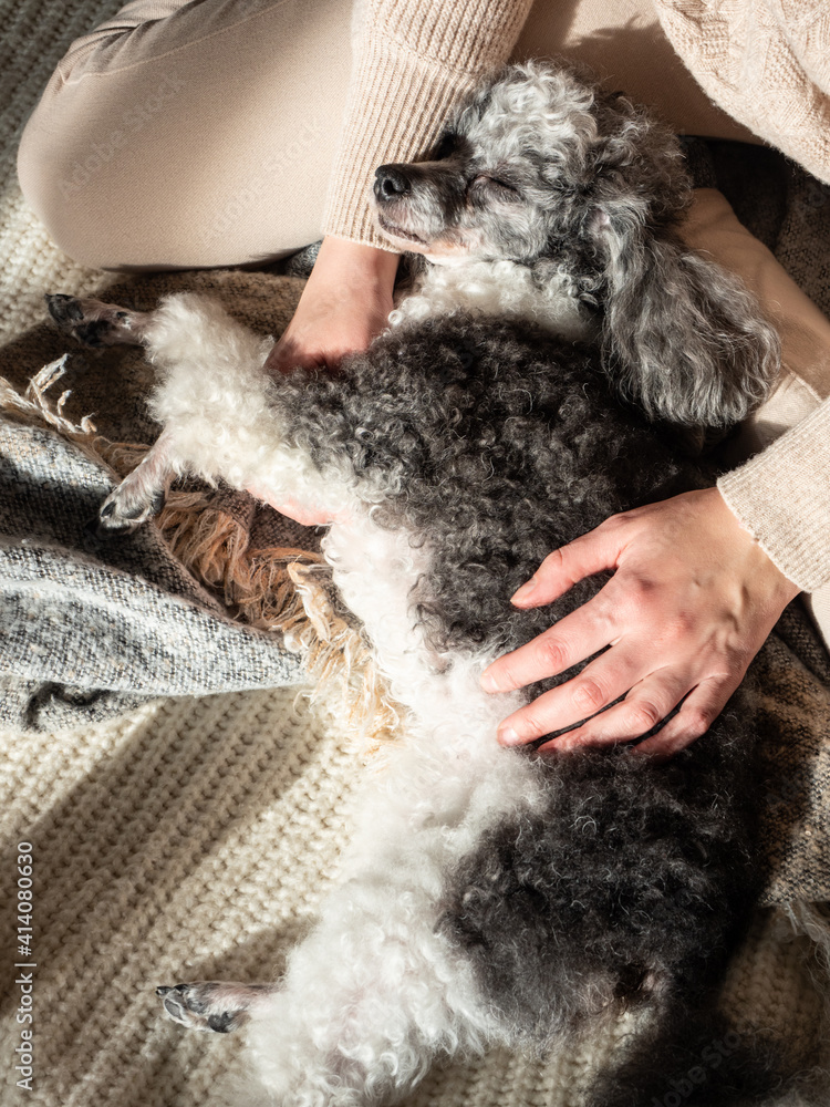 A gray-white adult dwarf poodle at home with owner dressed in light beige cozy clothes sitting on a light sofa with gray pillows in the morning light A gray-white adult dwarf poodle at home with owner dressed in light beige cozy clothes sitting on a light sofa with gray pillows in the morning light
