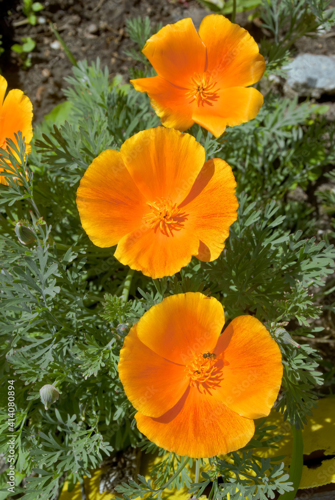 California Poppy (Eschscholtzia californica) in garden California Poppy (Eschscholtzia californica) in garden