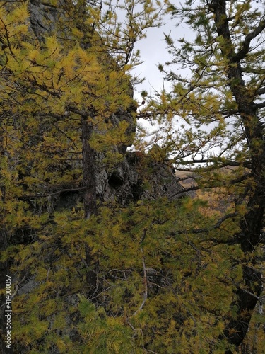 Mountain gorge in autumn. Rocks, mountains, orange trees.