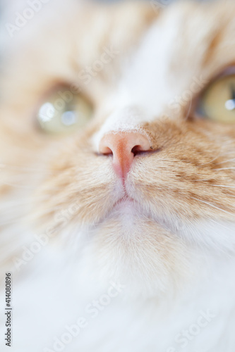 close up of a cat nose