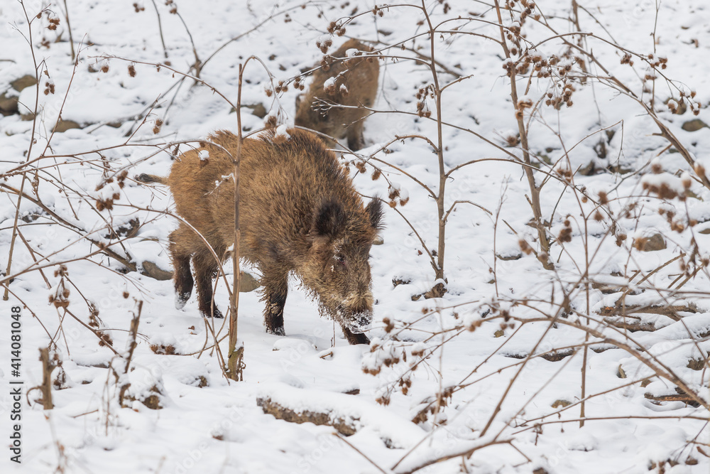 Wild boar - Sus scrofa his young is in the woods in the snow and looking for food. Wild boar - Sus scrofa his young is in the woods in the snow and looking for food.