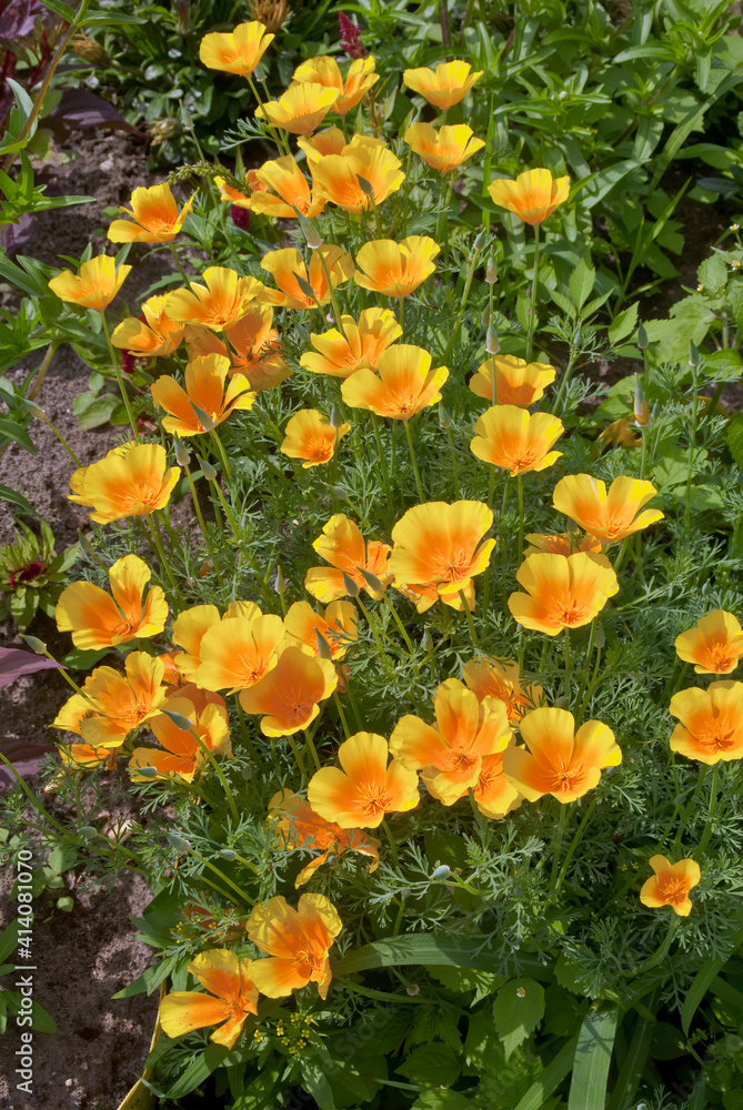 California Poppy (Eschscholtzia californica) in garden